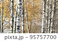 European white birch trees in autumn, leaf fall in sunny weather 95757700