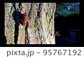 A cicada larva emerging from the ground in the evening and climbing a tree 95767192