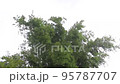 An fierce wind is blowing a bamboo tree. 95787707