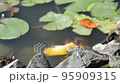 The moment a dragonfly lands on a rock A dragonfly takes off Shiokara dragonfly Autumn scenery Lotus pond 95909315
