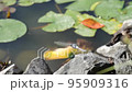 The moment when a dragonfly takes off from a rock and returns 95909316