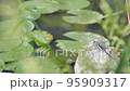 A dragonfly perched on a pond with floating lotus leaves takes off Slow motion White dragonfly Autumn scenery 95909317