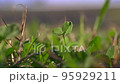 Young leaves sprouting, macro photography 95929211