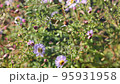 The flowering plant of the fall is Aster nobelgii or Aster virginia. 95931958