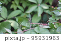 The black and yellow argiope, or yellow garden spider on the hunt in its trapping net. 95931963