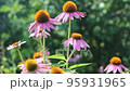 Flowers of the medicinal plant Echinacea purpurea close-up. 95931965