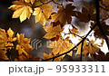 風に揺れる紅葉 95933311