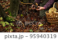 Bulbosus Boletus Edulis. Collection mushrooms. Mushrooms in the hands 95940319
