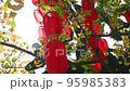 Red Chinese lanterns hanging on a ginkgo tree in autumn against sun low angle view in Chengdu, Sichuan province, China 95985383