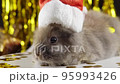 Rabbit is playing with gold tinsel. The celebration of 2023 New Year.  95993426