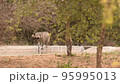 full shot of Striped hyena or hyaena hyaena in action with after quenching thirst drinking water walking out of frame in bushes outdoor safari in summer season at forest of central india asia 95995013