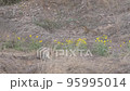 wide shot of panthera pardus fusca or Indian wild male leopard or panther in forest in safari at jhalana leopard reserve jaipur rajasthan india asia 95995014