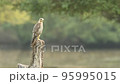 Full shot of White eyed buzzard or Butastur teesa perched later fly and leaving perch in natural scenic green background in winter migration at forest of india 95995015
