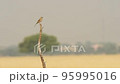 Full shot of paddyfield pipit or Oriental pipit or Anthus rufulus bird perched in grassland of tal chhapar sanctuary churu rajasthan india asia 95995016