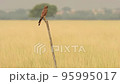 Full shot of Common kestrel or european kestrel or Falco tinnunculus perched in grassland of tal chhapar sanctuary churu rajasthan india asia 95995017