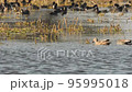 Full shot of Gadwall or Mareca strepera bird pair in water during winter migration at keoladeo national park or bharatpur bird sanctuary rajasthan india asia 95995018