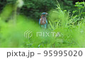 Indian roller or Coracias benghalensis bird habitat in monsoon green season at forest of central india asia 95995020