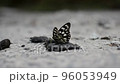 Butterflies perched on something's droppings to eat Butterflies perched on something's droppings to eat 96053949