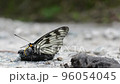Butterflies perched on animal droppings to eat Butterflies perched on animal droppings to eat 96054045