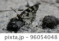 Butterflies perched on animal droppings to eat Butterflies perched on animal droppings to eat 96054048