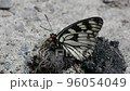Butterflies perched on animal droppings to eat Butterflies perched on animal droppings to eat 96054049