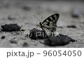 Butterflies perched on animal droppings to eat Butterflies perched on animal droppings to eat 96054050