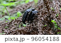 Mating of insects Mating of insects 96054188