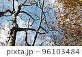 風に吹かれて落ちる葉 96103484