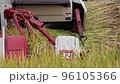 Rice harvesting (harvesting work by combine) 96105366