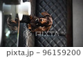 21 Dachshund medium shot on the couch leaving the camera 96159200