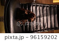 37 Dachshund on office chair dolly zoom 96159202