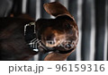 13 Dachshund looks directly into the camera 96159316