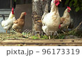Poultry farm. Chickens peck at grain in the coop. 96173319