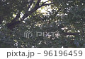 From sunshine filtering through foliage to beautiful bokeh background blur video 4K 96196459