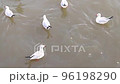 The flock of seagulls looking for food on the sea. Bird watching on a summer day. 96198290