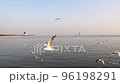 A flock of seagulls birds flying with the sea in the background. Warm sunset sky over the sea. 96198291