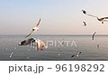 A flock of seagulls birds flying with the sea in the background. Warm sunset sky over the sea. 96198292