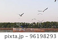 A flock of seagulls birds flying with the sea in the background. Warm sunset sky over the sea. 96198293