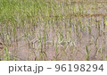 Rice plants growing in the fields are being blown by the wind. 96198294