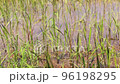 Rice plants growing in the fields are being blown by the wind. 96198295