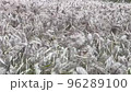 In late autumn, a strong wind shakes the tall grass. 96289100
