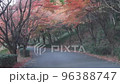 Take a walk, jog, drive under the autumn leaves 96388747