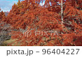 Autumn leaves 8 96404227