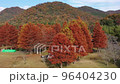 Autumn leaves 5 96404230