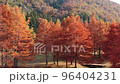 Autumn leaves 4 96404231