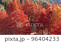 Autumn leaves 2 96404233