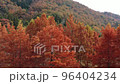 Autumn leaves 1 96404234