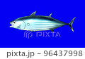 鰹魚動畫(色鍵) 鰹魚動畫(色鍵) 96437998