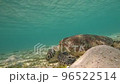 Sea turtles feeding in the sea of Yoron Island 96522514