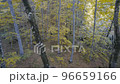 Drone flies in forest during november in autumn season 96659166
